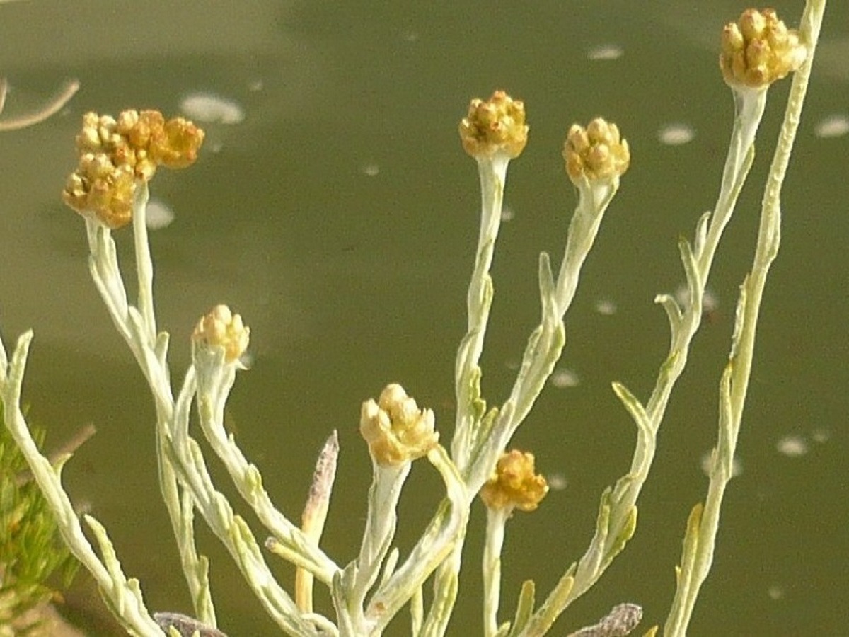 Laphangium luteoalbum (Asteraceae)